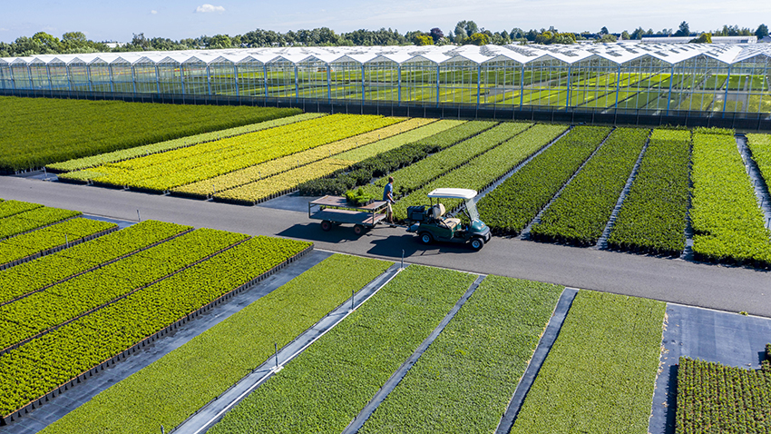 Koos Buitenhuis Boomkwekerij B.V. - PLANTARIUM|GROEN-Direkt