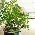 Ficus carica 'LMF01' (LITTLE MISS FIGGY)_Patio#2 (Groot)