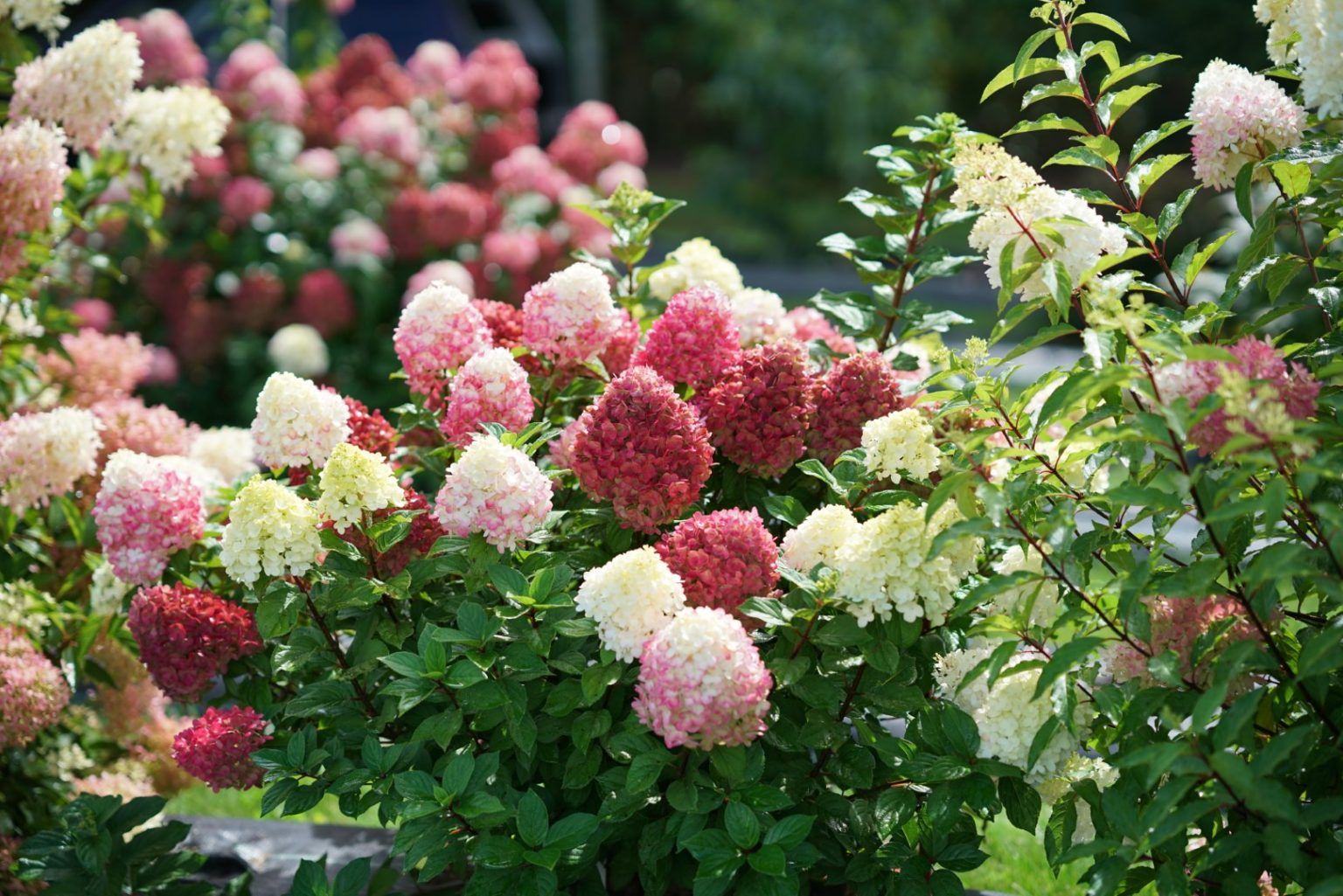 hydrangea-paniculata-smnhph-little-lime-punch-plantarium-groen