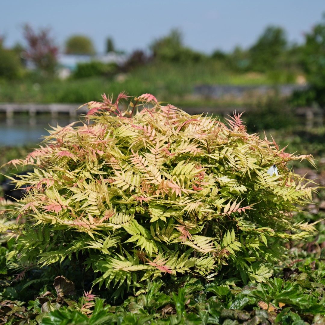 Sorbaria sorbifolia Bococot (MAGICAL CHERRY ON TOP) - PLANTARIUM 