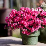 Cascadula HORT06 - flower on table (Groot)