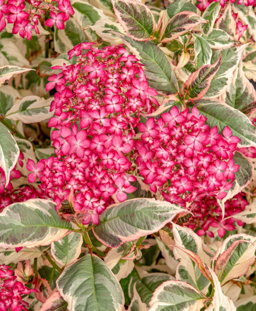 Hydrangea serrata ‘Gotemba Nishiki’ (EUPHORIA PINK) - PLANTARIUM|GROEN ...