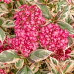 Hydrangea serrata ‘Gotemba Nishiki’ (EUPHORIA PINK) 5