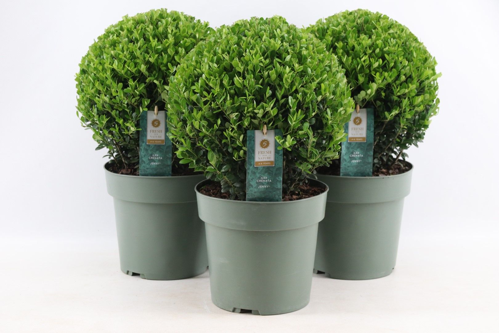 Leverans Vaxt 24x Ilex Crenata Jenny