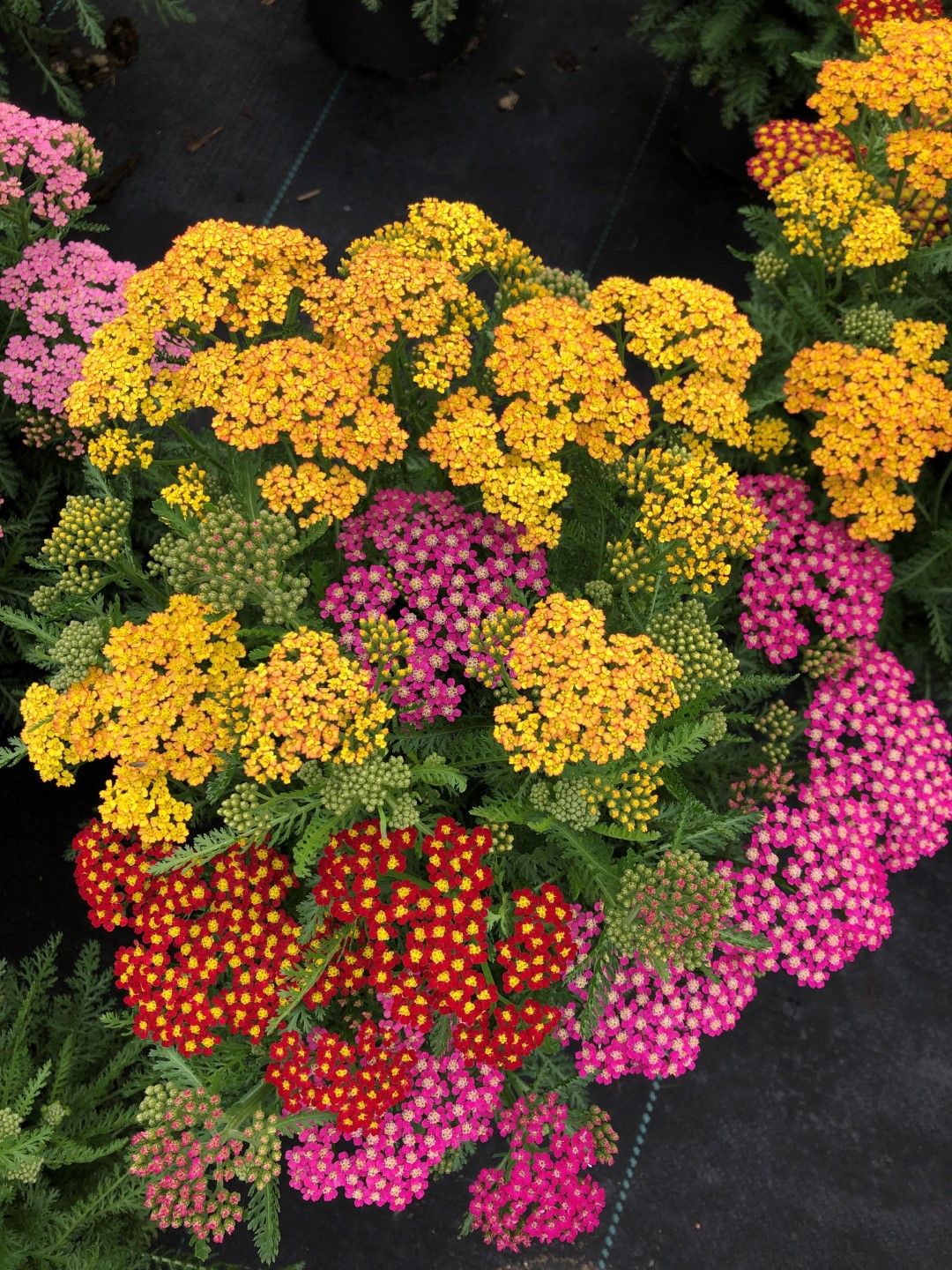 Achillea millefolium Milly Rock MixMasters® Dance - PLANTARIUM|GROEN-Direkt