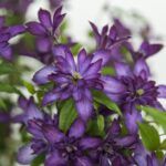 Clematis GLORIOUS®™ DAY Zo23020 _001 HR (Groot)