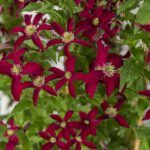 Clematis GLORIOUS®™ RED Zo23015_022 HR (Groot)