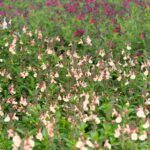 Salvia officinalis Magical Rio Grande (overzicht)