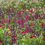 Salvia officinalis Magical Zambesi overzicht