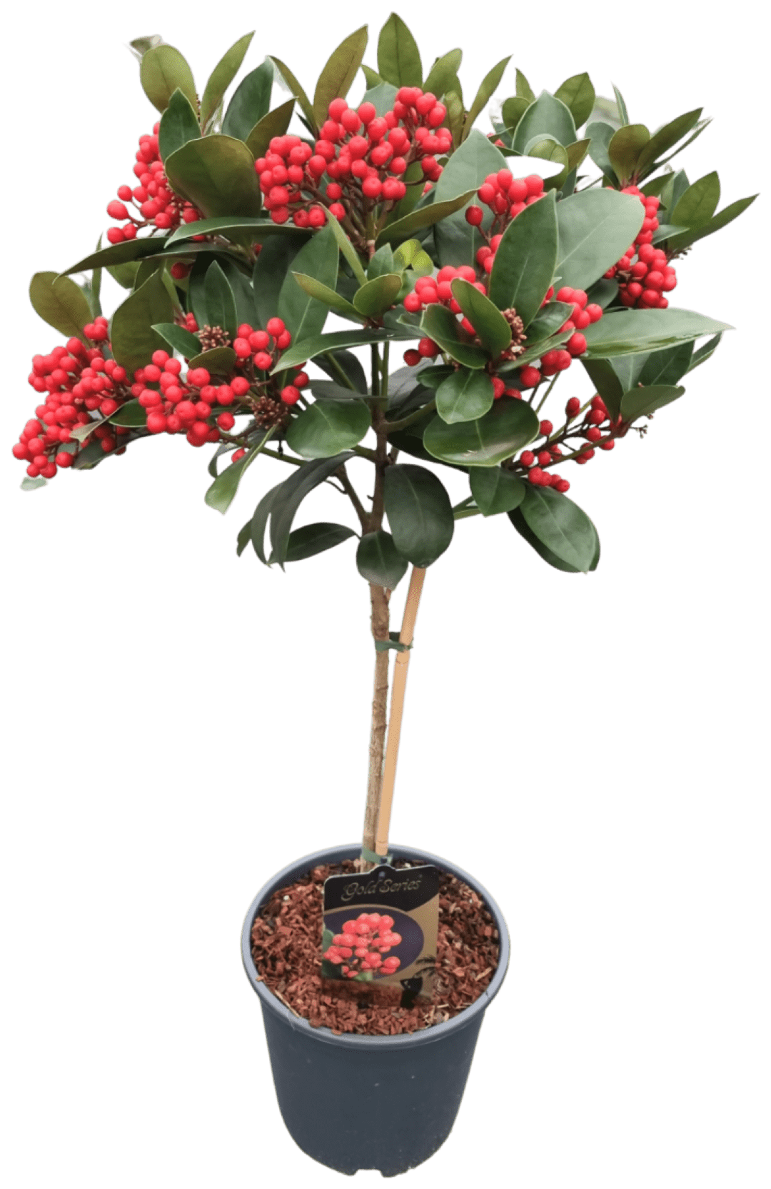 Skimmia Japonica Gold Series® Op Stam - Plantarium