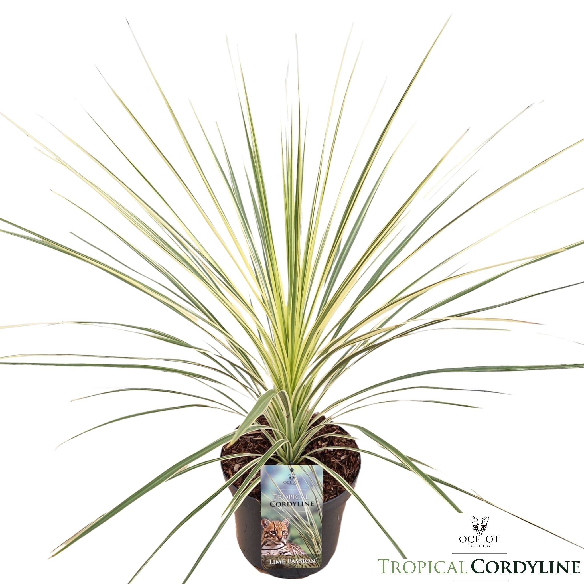 Cordyline australis 'Lime Passion' - PLANTARIUM|GROEN-Direkt