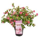 Camellia 'Winter Perfume Pink' DSC_6554