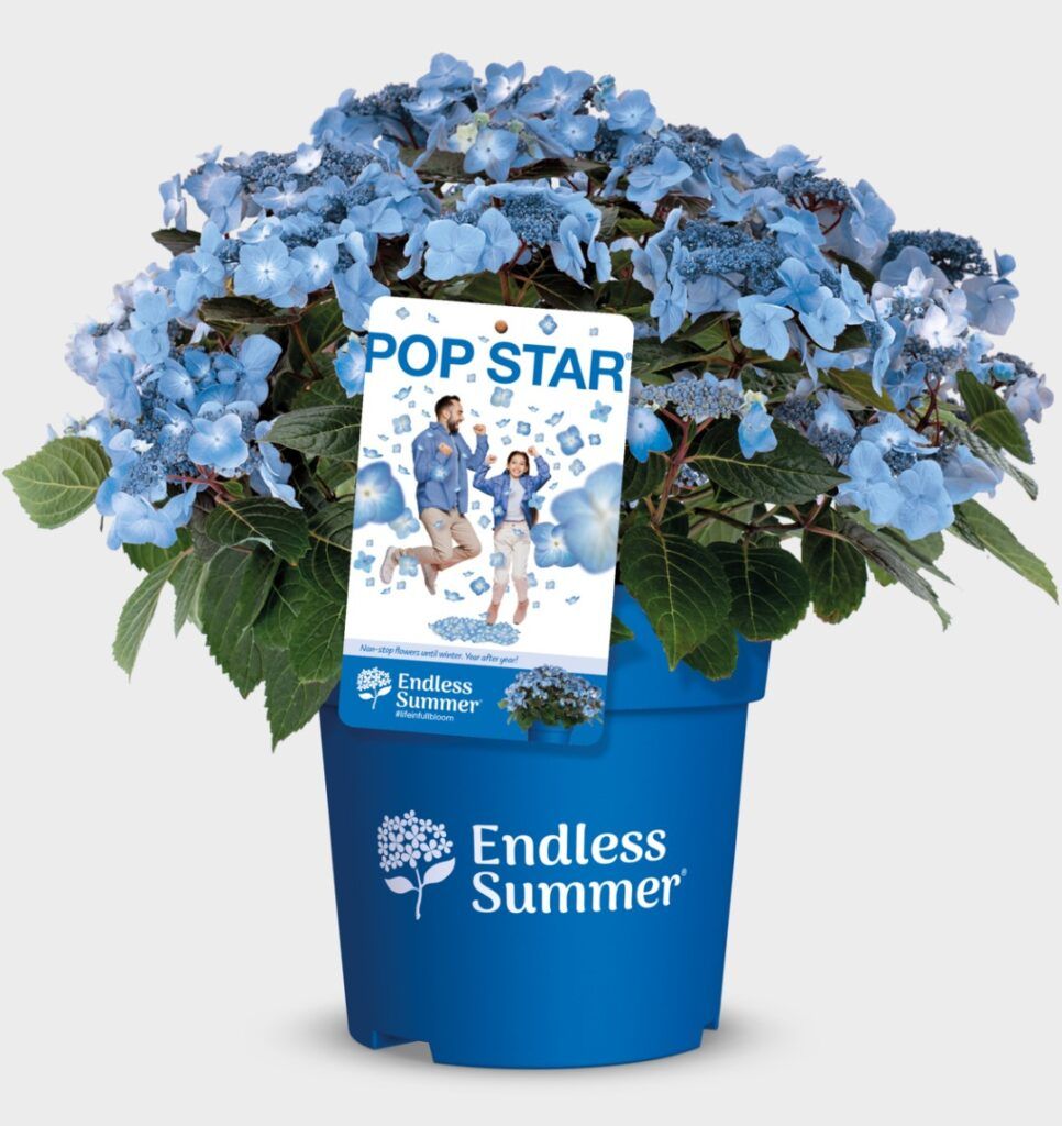 Hydrangea Endless Summer® Pop Star® - PLANTARIUM|GROEN-Direkt