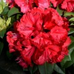 PLGD_ Rhododendron Maximus_1.0